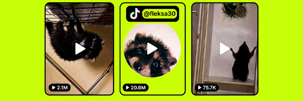 Pedro the Raccoon TikTok clips with 2.1M, 20.6M and 75.7K views, from @fleksa30